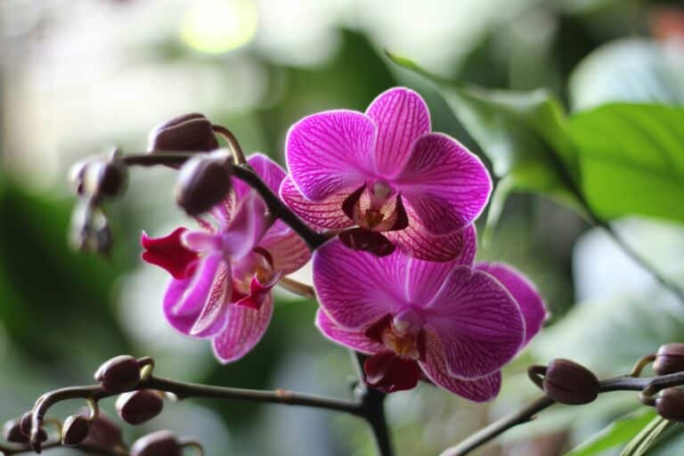 purple orchid